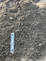 Perognathinae