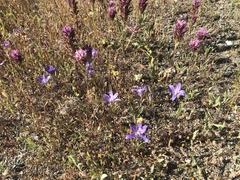 Brodiaea terrestris terrestris