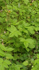 Rubus hirsutus