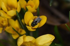 Osmia lignaria lignaria