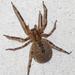 Mediterranean Spiny False Wolf Spider - Photo (c) Damiano, some rights reserved (CC BY-NC-ND)