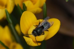 Osmia lignaria lignaria