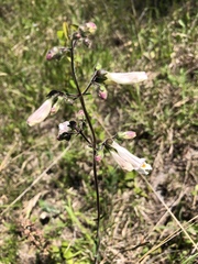 Penstemon tenuiflorus