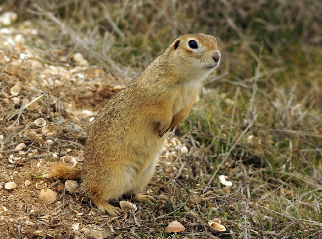Little Ground Squirrel