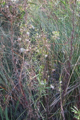 Senecio diaschides
