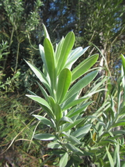 Callistachys lanceolata