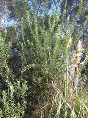 Callistachys lanceolata