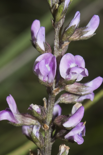 Cullen tenax (Lindl.) J.W.Grimes