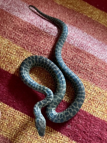 Spotted Python sighting