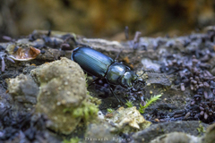 Platycerus oregonensis