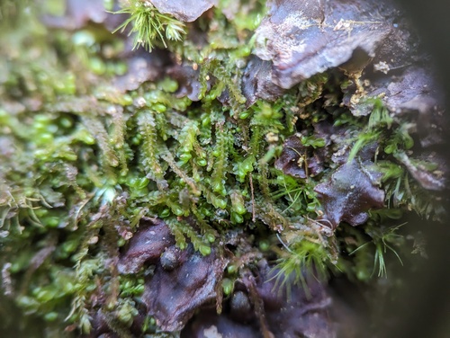 Nardia lescurii