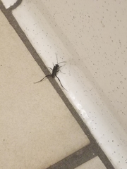 Evania appendigaster
