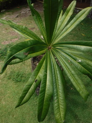 Clavija domingensis