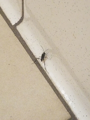 Evania appendigaster