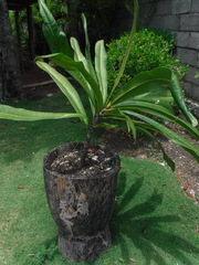 Clavija domingensis