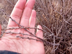 author not stated, no rights reserved Chamaecytisus lindemannii, photograph author not stated, no rights reserved