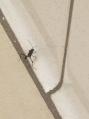 Evania appendigaster