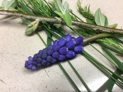 Muscari armeniacum