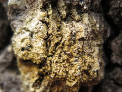 Gyalolechia xanthostigmoidea