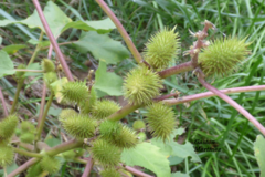 Xanthium cavanillesii