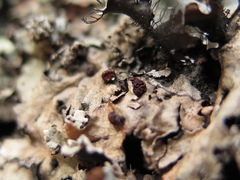 Tremella parmeliarum