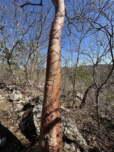 Bursera simaruba - Whole tree