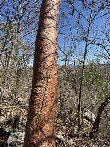 Bursera simaruba - Leaves