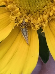 Chrysoperla plorabunda