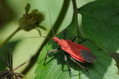 Cutocoris russatus