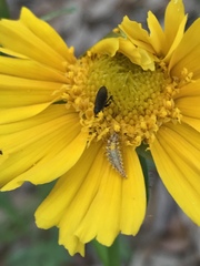 Chrysoperla plorabunda