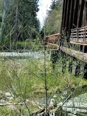 Salix lucida