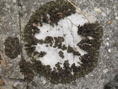 Enchylium polycarpon