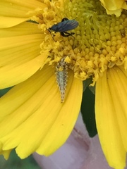 Chrysoperla plorabunda