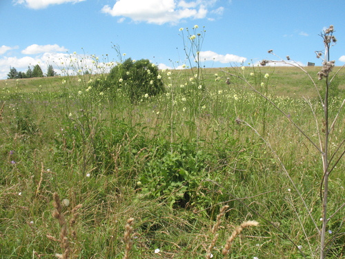 Cephalaria litvinovii, photograph 1