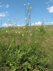 author not stated, no rights reserved Cephalaria litvinovii, photograph author not stated, no rights reserved