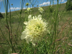 author not stated, no rights reserved Cephalaria litvinovii, photograph author not stated, no rights reserved