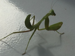 Rhombodera kirbyi