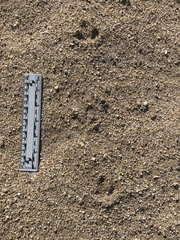 Callipepla californica