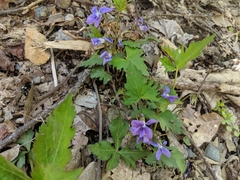 Viola subsinuata