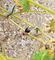 Tripudia balteata