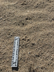 Callipepla californica