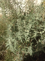 Buddleja scordioides
