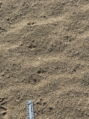 Callipepla californica