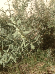 Buddleja scordioides