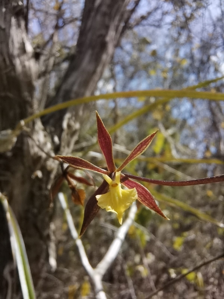 Encyclia xipheres (Rchb.f.) Schltr.