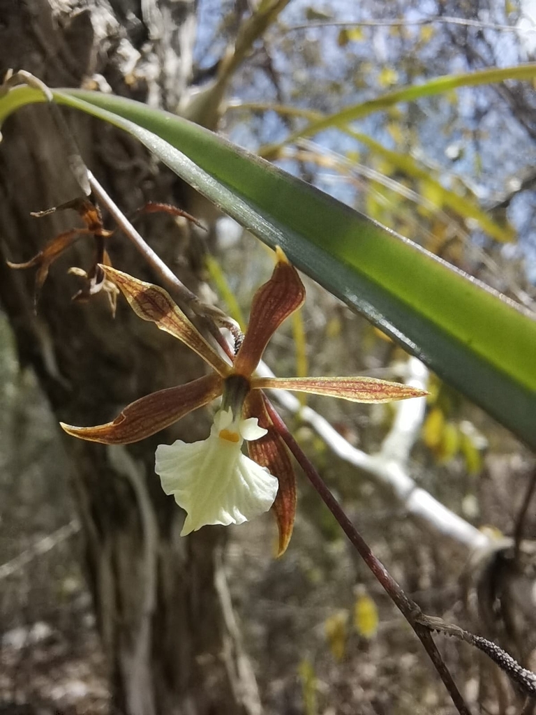Encyclia xipheres (Rchb.f.) Schltr. 2