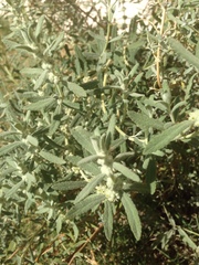 Buddleja scordioides