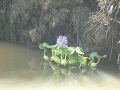 Eichhornia crassipes image