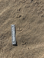 Callipepla californica