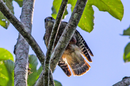 Guaraguaito de la Española (Buteo ridgwayi)